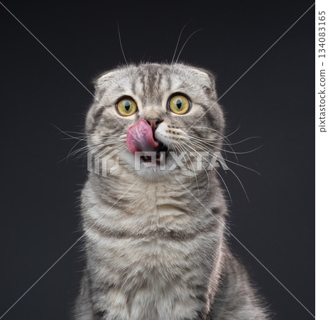hungry scottish fold cat waiting for pet food hungry scottish fold cat waiting for pet food 134083165