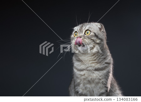 hungry scottish fold cat waiting for pet food hungry scottish fold cat waiting for pet food 134083166