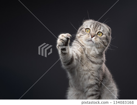 playful scottish fold cat lifting paw 134083168