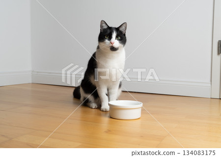 hungry tuxedo cat waiting for pet food hungry tuxedo cat waiting for pet food 134083175