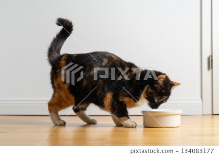 calico cat eating pet food from food bowl 134083177