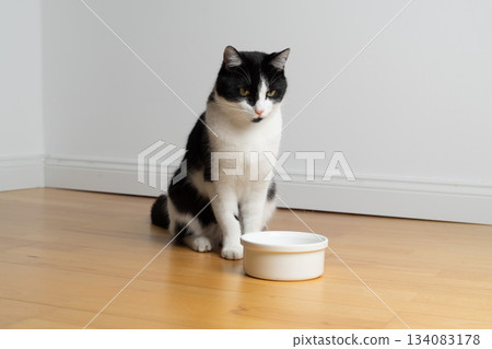 hungry tuxedo cat waiting for pet food looking at bowl hungry tuxedo cat waiting for pet food looking at bowl 134083178