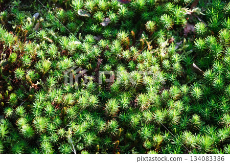 京都大原寺院花園裡的苔蘚 134083386