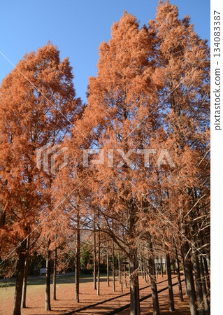 赫索公園的秋天 134083387