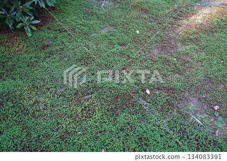 京都大原寺院花園裡的苔蘚 134083391