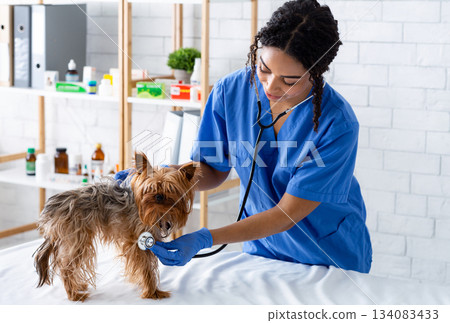 Animal cardiology concept. African American veterinarian doc checking little dog's heart rate with stethoscope in clinic Animal cardiology concept. African American veterinarian doc checking little dog's heart rate with stethoscope in clinic 134083433