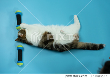 top view scottish cat workout with dumbbell on blue background top view scottish cat workout with dumbbell on blue background 134083563