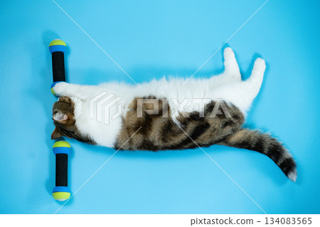 top view scottish cat workout with dumbbell on blue background 134083565