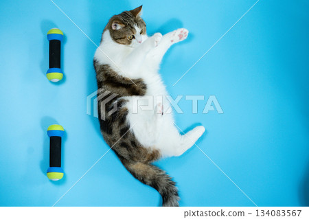 top view scottish cat workout with dumbbell on blue background 134083567