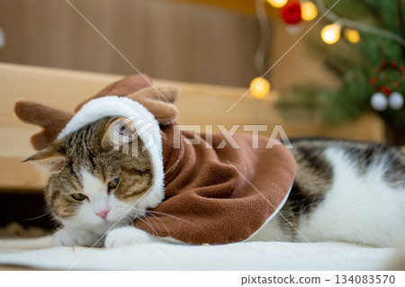 scottish tabby cat in christmas theme cloth during play with new year gift and christmas tree scottish tabby cat in christmas theme cloth during play with new year gift and christmas tree 134083570