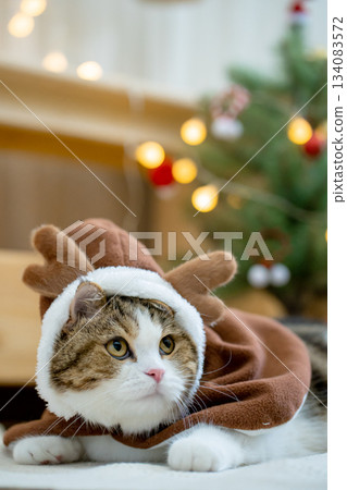 scottish tabby cat in christmas theme cloth during play with new year gift and christmas tree 134083572
