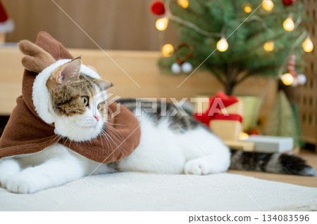 scottish tabby cat in christmas theme cloth during play with new year gift and christmas tree 134083596