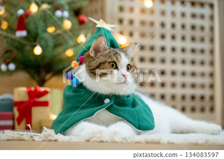 scottish tabby cat in christmas theme cloth during play with new year gift and christmas tree 134083597