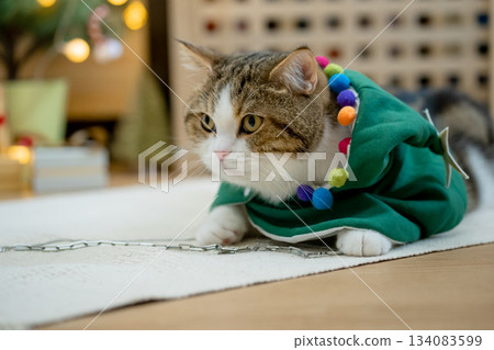 scottish tabby cat in christmas theme cloth during play with new year gift and christmas tree scottish tabby cat in christmas theme cloth during play with new year gift and christmas tree 134083599