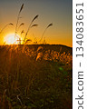 Golden silver grass and the sunset 134083651