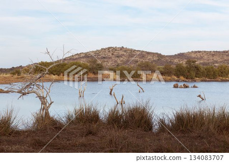 hippos are resting in flat design waterhole scene with dead tree trunks and sedge clumps hippos are resting in flat design waterhole scene with dead tree trunks and sedge clumps 134083707