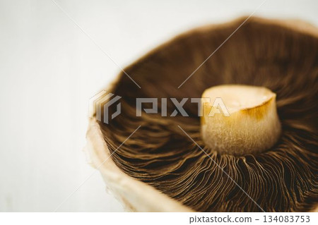 Flat design showing underside of brown mushroom cap with ribbed gills on white surface, copy space 134083753