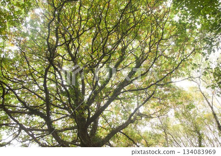 Tree canopy is filling flat design frame, showing twisting branches and green yellow leaves 134083969