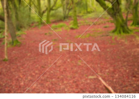 High angle view of forest High angle view of forest 134084116