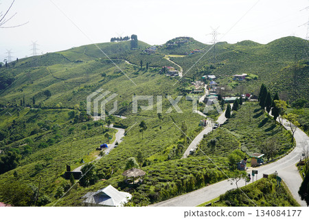 Scenic Green Tea Gardens and Winding Road in Darjeeling Hillside Scenic Green Tea Gardens and Winding Road in Darjeeling Hillside 134084177