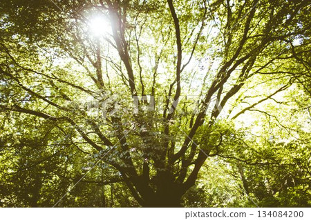 Large deciduous tree is standing in flat design forest, trunk and green leaves glowing in sunlight Large deciduous tree is standing in flat design forest, trunk and green leaves glowing in sunlight 134084200