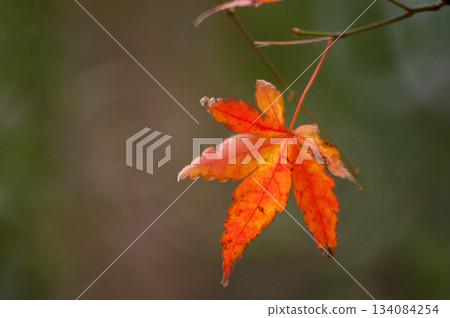 Autumn leaves 134084254