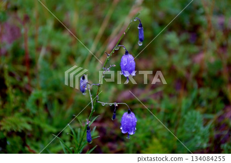 Flowering bellflowers in the great plains of Mongolia 134084255