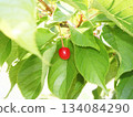 染井吉野櫻桃樹上生長的櫻桃 134084290