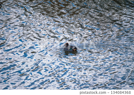 A small duck on the Yasuragi embankment of the Shinano River A small duck on the Yasuragi embankment of the Shinano River 134084368