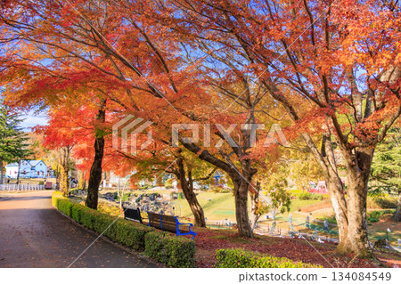 Izu Shuzenji Rainbow Village, where autumn leaves are at their peak Izu Shuzenji Rainbow Village, where autumn leaves are at their peak 134084549