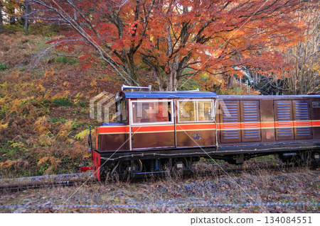 Izu Shuzenji Rainbow Village, where autumn leaves are at their peak Izu Shuzenji Rainbow Village, where autumn leaves are at their peak 134084551
