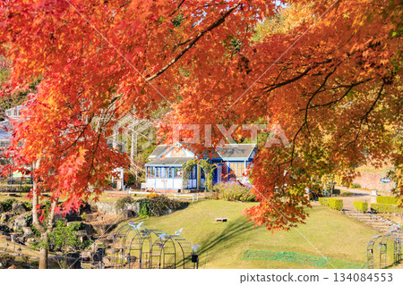 Izu Shuzenji Rainbow Village, where autumn leaves are at their peak 134084553