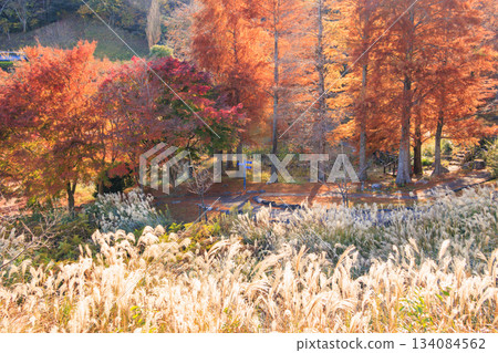 Izu Shuzenji Rainbow Village, where autumn leaves are at their peak Izu Shuzenji Rainbow Village, where autumn leaves are at their peak 134084562