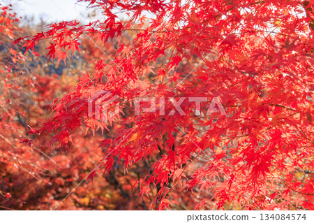 Izu Shuzenji Rainbow Village, where autumn leaves are at their peak Izu Shuzenji Rainbow Village, where autumn leaves are at their peak 134084574