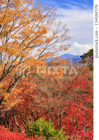 Izu Shuzenji Rainbow Village, where autumn leaves are at their peak 134084576