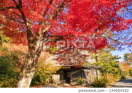 Izu Shuzenji Rainbow Village, where autumn leaves are at their peak Izu Shuzenji Rainbow Village, where autumn leaves are at their peak 134084582