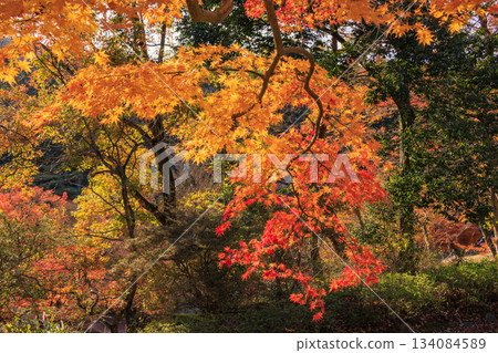 伊豆修善寺彩虹村，秋葉正值最美時節 134084589
