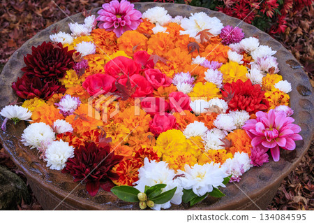 伊豆修善寺彩虹村，秋葉正值最美時節 134084595