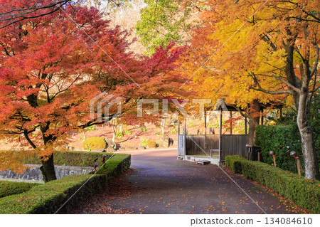 Izu Shuzenji Rainbow Village, where autumn leaves are at their peak Izu Shuzenji Rainbow Village, where autumn leaves are at their peak 134084610
