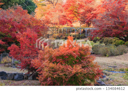 Izu Shuzenji Rainbow Village, where autumn leaves are at their peak Izu Shuzenji Rainbow Village, where autumn leaves are at their peak 134084612