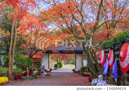 Izu Shuzenji Rainbow Village, where autumn leaves are at their peak Izu Shuzenji Rainbow Village, where autumn leaves are at their peak 134084614