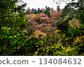 A view of the autumnal forest seen through the greenery in the foreground 134084632