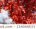 Bright red autumn leaves 134084633