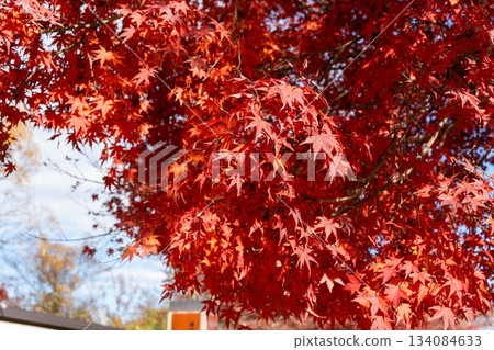 Bright red autumn leaves 134084633