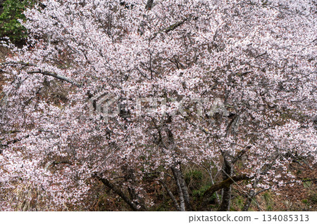 櫻花盛開 櫻花盛開 134085313