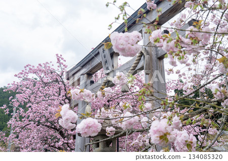 黑田的100年櫻花 134085320