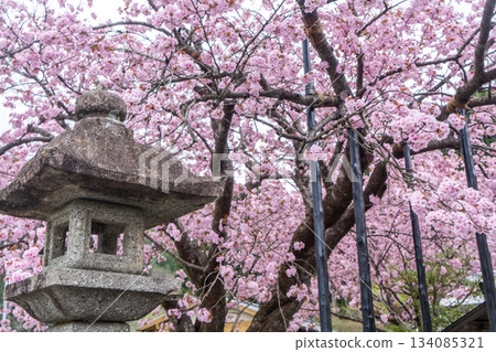 Kuroda's 100-year-old cherry blossoms Kuroda's 100-year-old cherry blossoms 134085321