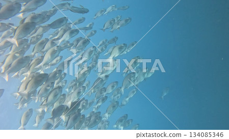 fish swimming in the blue sea fish swimming in the blue sea 134085346