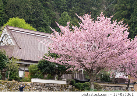 黑田在淨土寺拍攝的百年櫻花 134085361