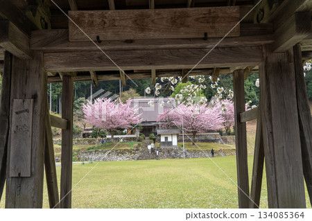 黑田在淨土寺拍攝的百年櫻花 134085364